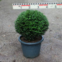 Taxus baccata 'Renkes Kleiner Grüner'®