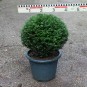 Taxus baccata 'Renkes Kleiner Grüner'®