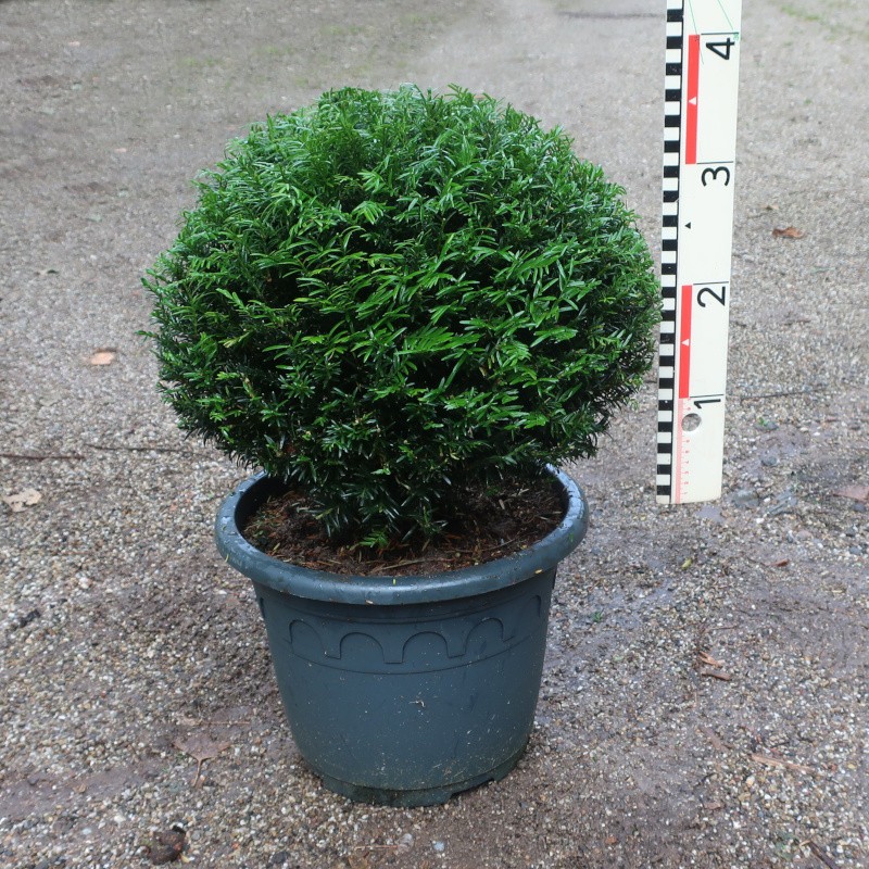 Taxus baccata 'Renkes Kleiner Grüner'®