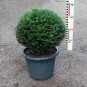 Taxus baccata 'Renkes Kleiner Grüner'®