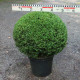 Buxus mic. 'Herrenhausen'