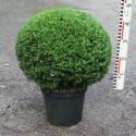 Buxus mic. 'Herrenhausen'