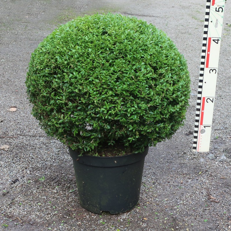 Buxus mic. 'Herrenhausen'