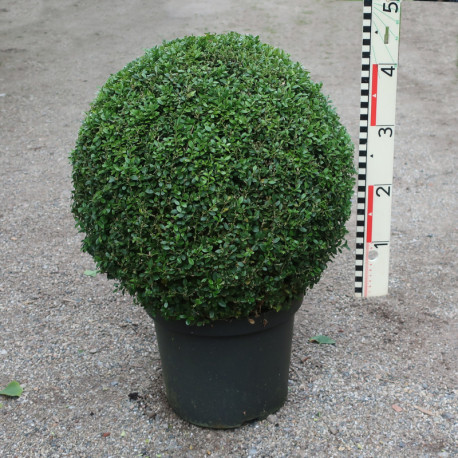 Buxus 'Green Gem'