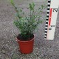 Ilex crenata 'Glorie Gem'