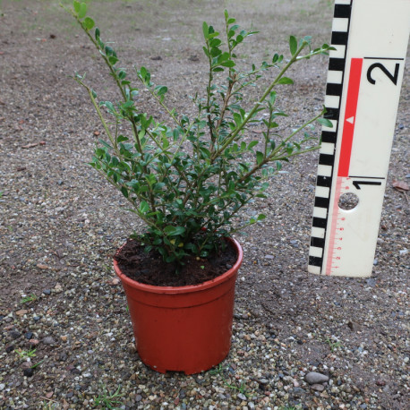 Ilex crenata 'Glorie Gem'