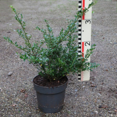 Ilex cren. 'Glory Gem'