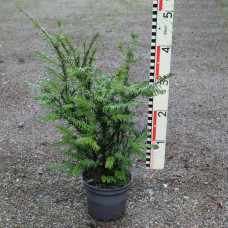 Taxus x media 'Grönland'