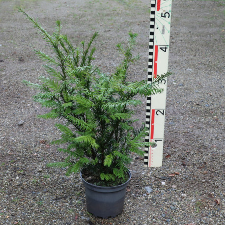 Taxus x media 'Grönland'