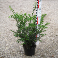 Ilex cren. 'Convexa'