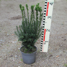 Taxus x media 'Hillii'