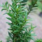 Taxus x media 'Hillii'