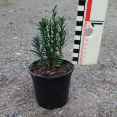 Taxus x media 'Hillii'