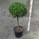 Buxus semp. arborescens