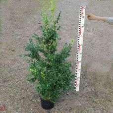 Buxus semp. 'Myrtifolia'