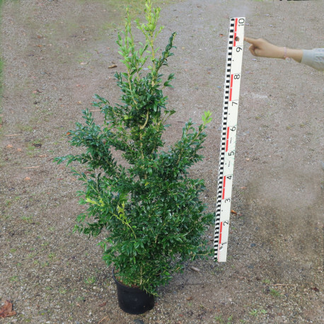 Buxus semp. 'Myrtifolia'