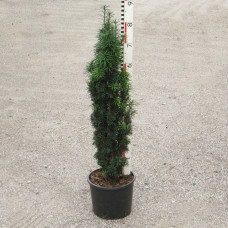 Taxus fastigiata Robusta