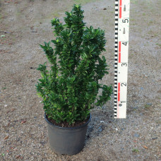 Euonymus jap. 'Green Rocket'