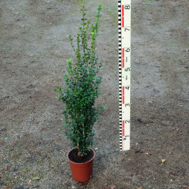 Buxus semp. 'Graham Blandy'