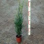 Buxus semp. 'Graham Blandy'