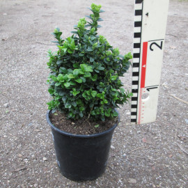 Buxus semp. 'Blauer Heinz'