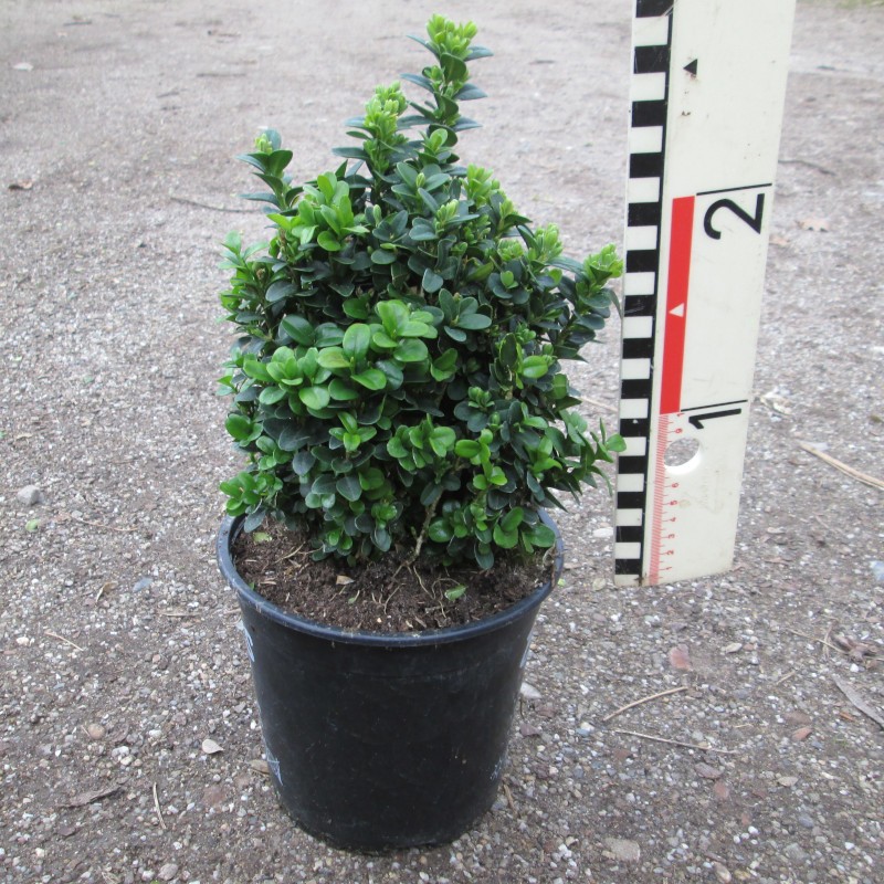 Buxus semp. 'Blauer Heinz'