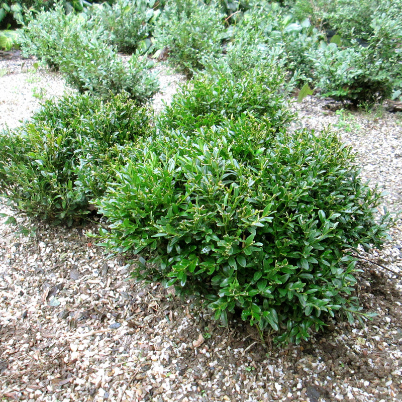 'Justin Brouwers' Buxus microphylla