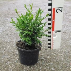 'Justin Brouwers' Buxus microphylla