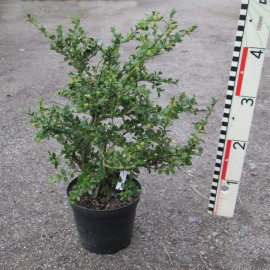 Buxus mic. var. koreana