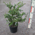 Buxus mic. var. koreana
