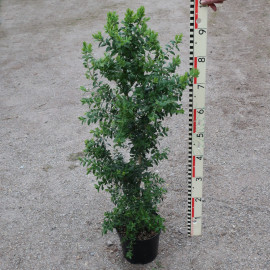Buxus  'Atrops Selektion H'