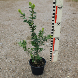 Buxus semp. 'Rotundifolia'