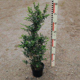 Buxus semp. 'Hollandia'