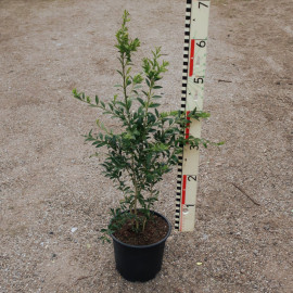 Buxus sempervirens 'Raket'