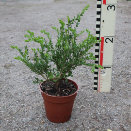 Buxus mic. var. koreana