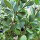 Buxus mic. var. koreana