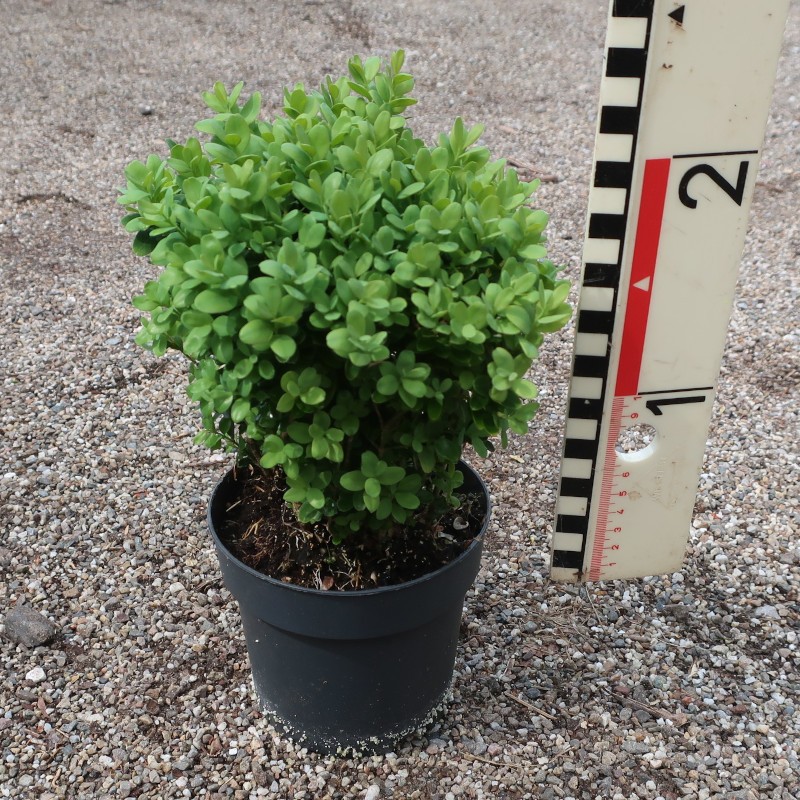 Buxus semp. 'Blauer Heinz'