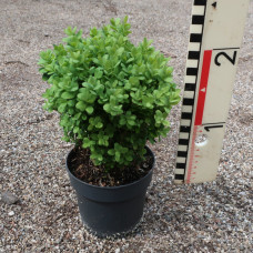 Buxus semp. 'Blauer Heinz'