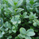 Buxus semp. 'Blauer Heinz'