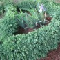 Buxus semp. 'Blauer Heinz'