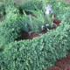 Buxus semp. 'Blauer Heinz'