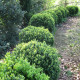 Buxus semp. 'Blauer Heinz'