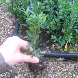 Buxus semp. 'Raket'