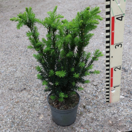 Taxus x media 'Hillii'