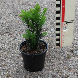 Taxus x media 'Hillii'