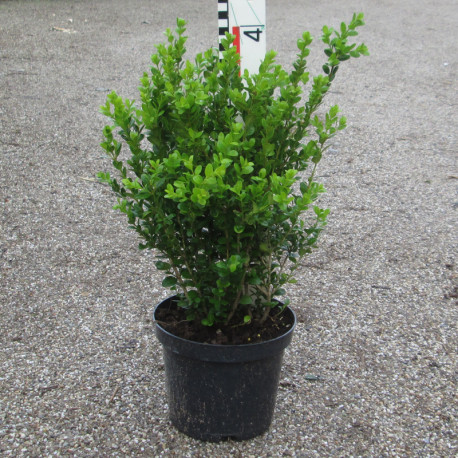 'Faulkner' Buxus microphylla