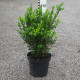 'Faulkner' Buxus microphylla