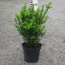 'Faulkner' Buxus microphylla