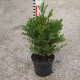 Buxus 'Green Gem'