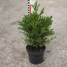 Buxus 'Green Gem'